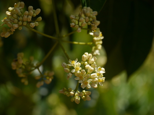Heynea trijuga (Heynea trijuga)