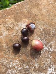 Heynea trijuga (Heynea trijuga)