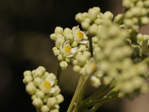 Heynea trijuga (Heynea trijuga)