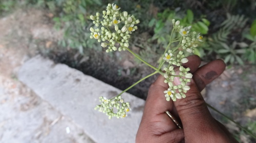 Heynea trijuga (Heynea trijuga)