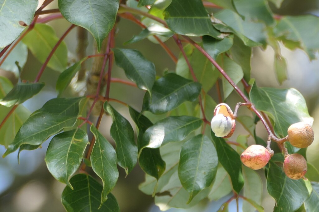 Heynea trijuga (Heynea trijuga)