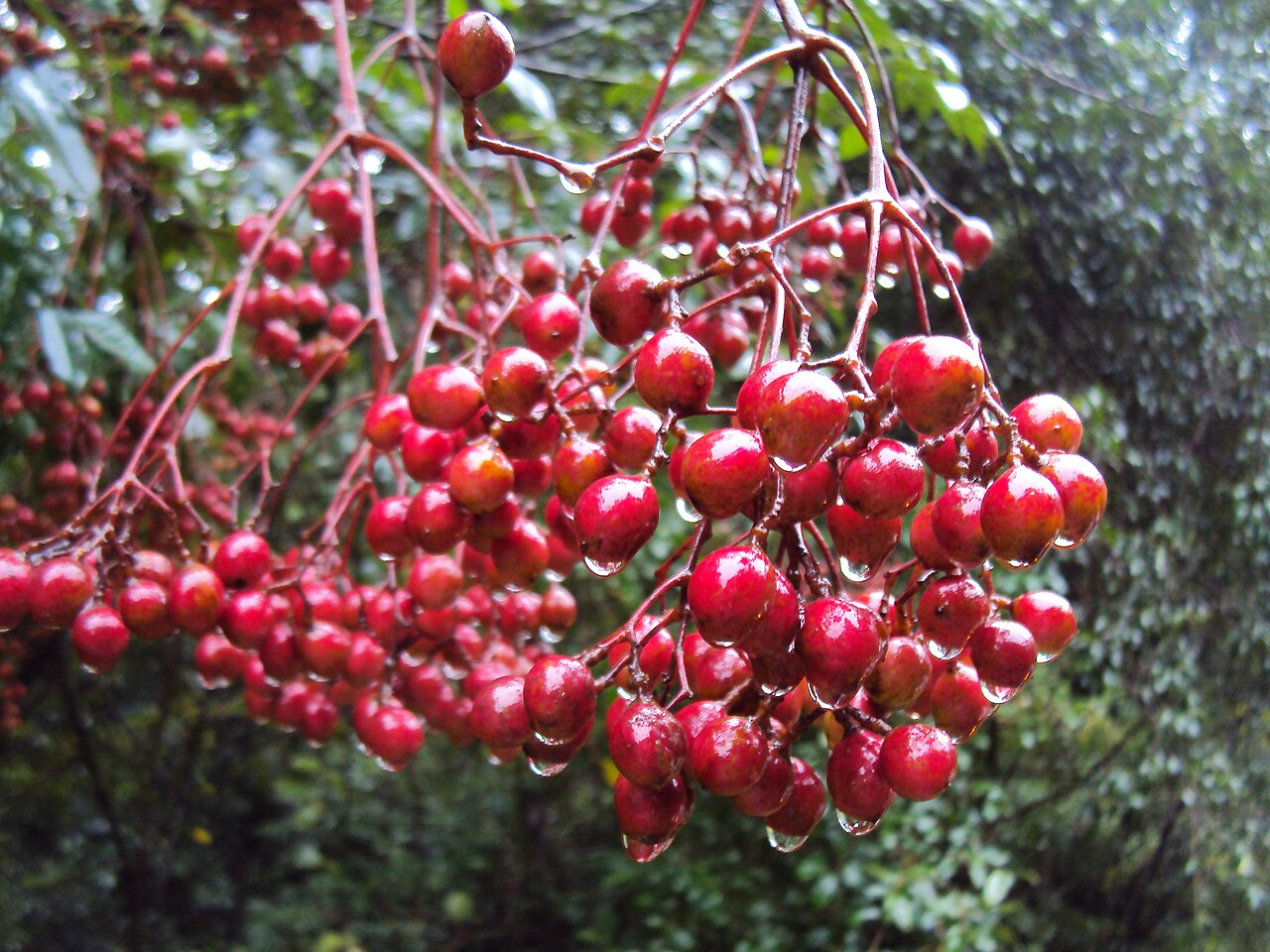 Heynea trijuga: Trichilia connaroides