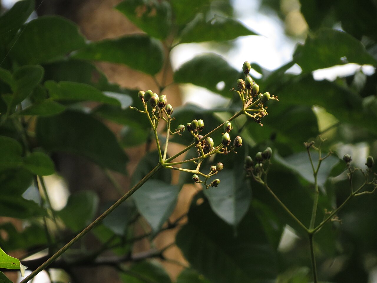 Heynea trijuga: Heynea trijuga seen in Chikmagalur Coffebean homestay