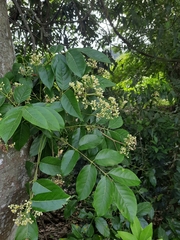 Heynea trijuga (Heynea trijuga)