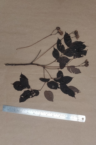 Heynea trijuga (Heynea trijuga)