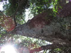 Stink-ebony (Heywoodia lucens)