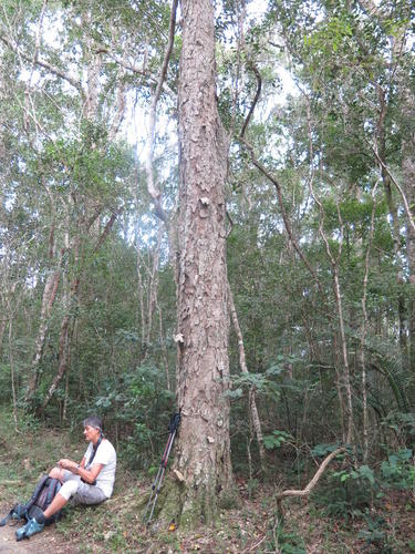 Stink-ebony (Heywoodia lucens)