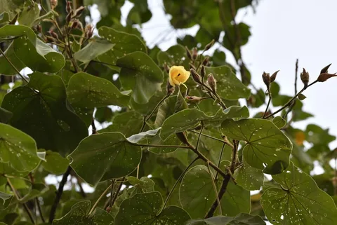Largeleaf rosemallow (Hibiscus macrophyllus)