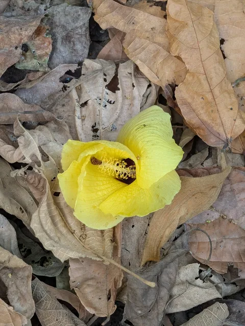 Largeleaf rosemallow (Hibiscus macrophyllus)