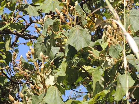 Largeleaf rosemallow: Hibiscus macrophyllus