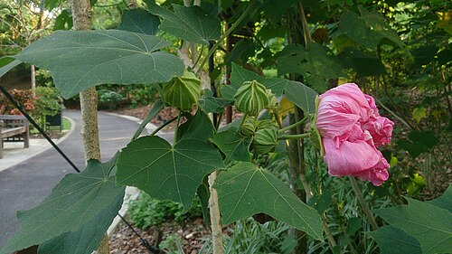 Dixie rosemallow: Hibiscus mutabilis. Common name: Cotton Rosemallow. Origin: Southern China. Traditionally the leaves and flowers are used to treat swellings and skin infections