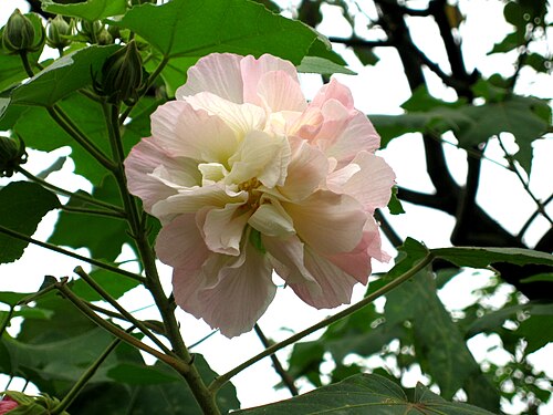 Dixie rosemallow: zh:木芙蓉 , 本本一世 2005年10月摄于 zh:成都 zh:温江区 花卉博览园。