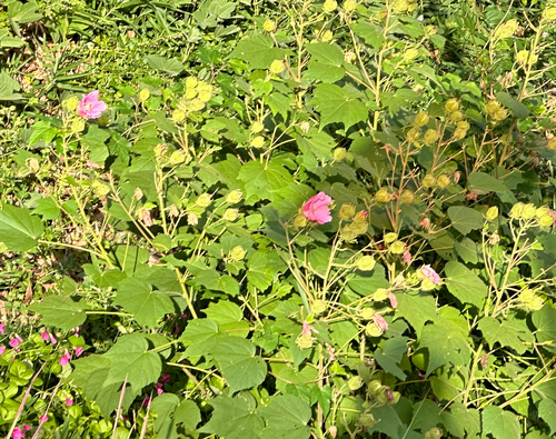 Dixie rosemallow (Hibiscus mutabilis)