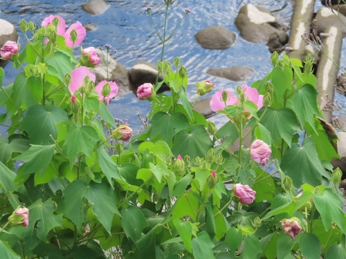 Dixie rosemallow (Hibiscus mutabilis)