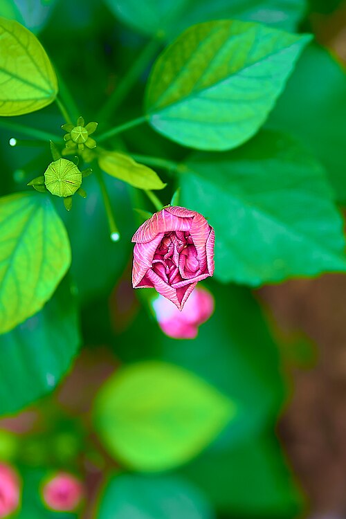 Dixie rosemallow: Confederate Rose ( Hibiscus mutabilis ) ? in Athens.