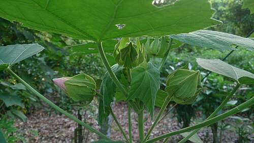 Dixie rosemallow: Hibiscus mutabilis. Common name: Cotton Rosemallow. Origin: Southern China. Traditionally the leaves and flowers are used to treat swellings and skin infections