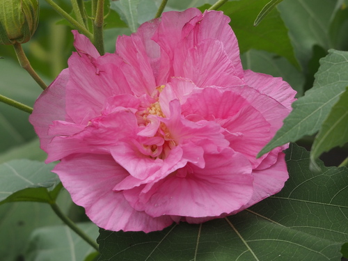 Dixie rosemallow (Hibiscus mutabilis)