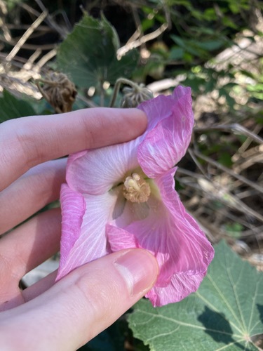 Dixie rosemallow (Hibiscus mutabilis)