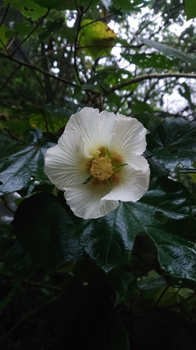 Dixie rosemallow (Hibiscus mutabilis)