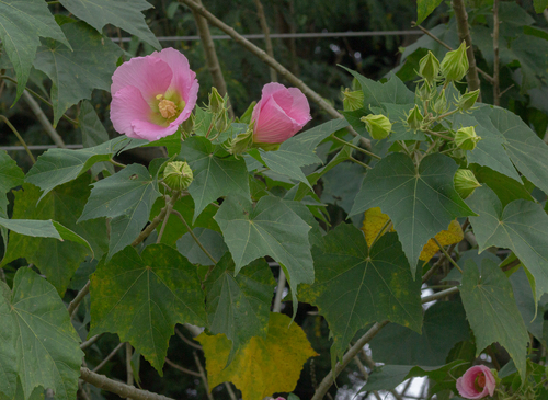 Dixie rosemallow (Hibiscus mutabilis)
