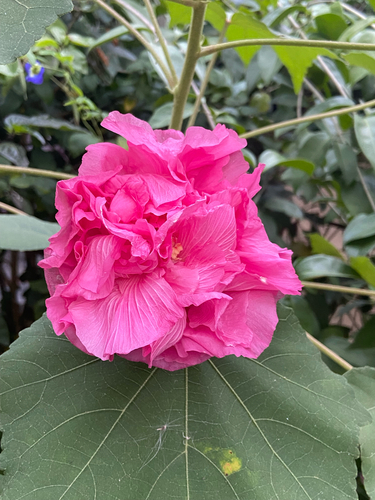 Dixie rosemallow (Hibiscus mutabilis)
