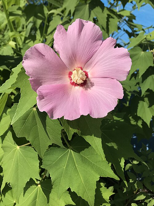 Dixie rosemallow: フヨウの花