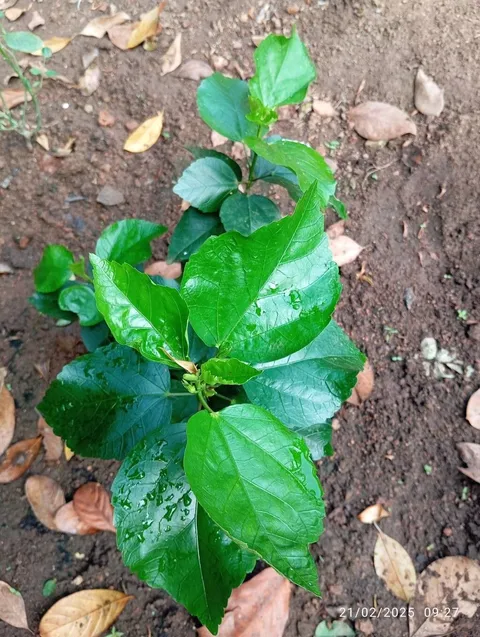 Chinese hibiscus (Hibiscus rosa-sinensis)