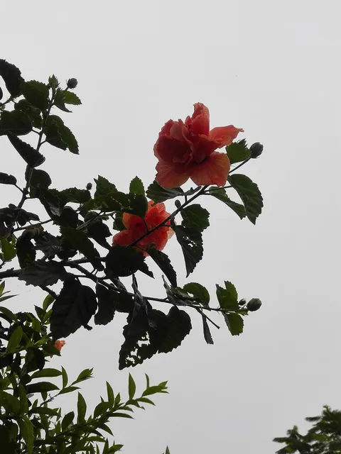 Chinese hibiscus: hibiscus rosa sinensis