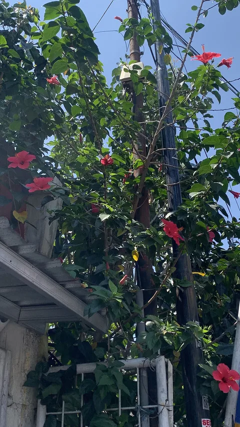 Chinese hibiscus: Bunga Raya tanaman semak tropis dari famili Malvaceae, terkenal sebagai tanaman hias dengan bunga besar berbentuk corong, biasanya merah cerah, serta bunga nasi