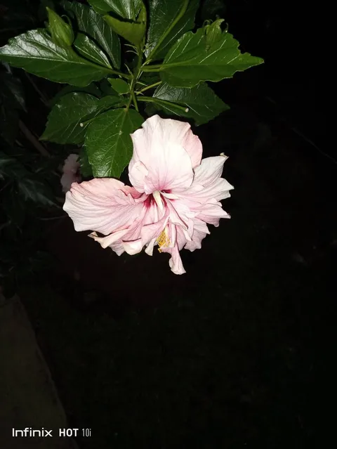 Chinese hibiscus (Hibiscus rosa-sinensis)