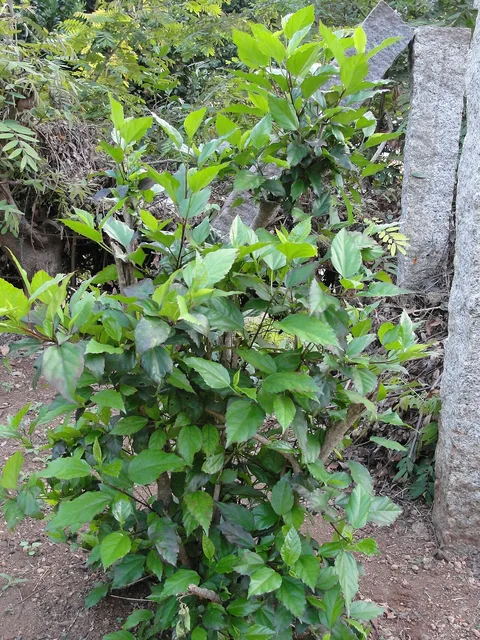 Chinese hibiscus: Hibiscus rosa sinensis.Location: A herbal Garden in Forest Extension Center, Sithar Koyil, Salem, Tamil Nadu, India.