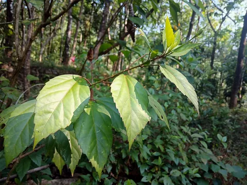 Chinese hibiscus: Chinese hibiscus at Pulikurumba