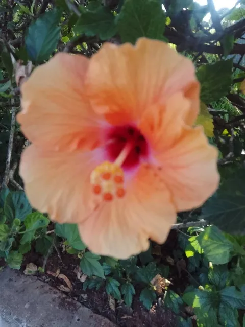 Chinese hibiscus (Hibiscus rosa-sinensis)
