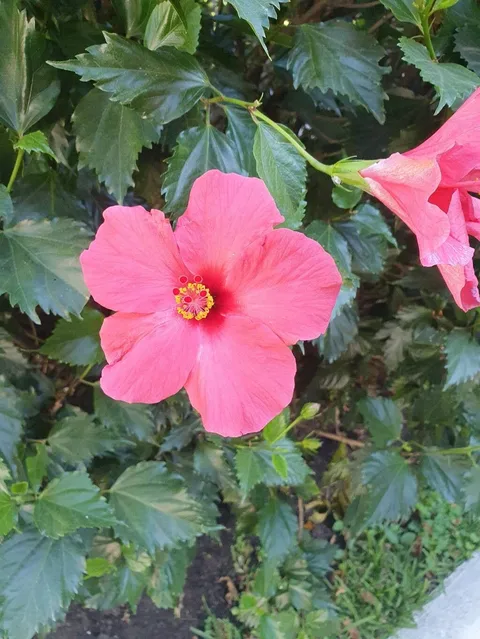 Chinese hibiscus (Hibiscus rosa-sinensis)
