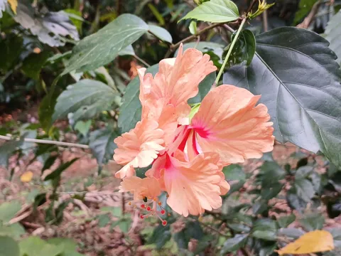 Chinese hibiscus: Chinese hibiscus at Nativeplants botanical garden