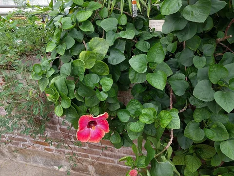 Chinese hibiscus: Hibiscus rosa-sinensis, Hortus botanicus Leiden, Netherlands