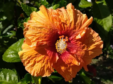 Chinese hibiscus (Hibiscus rosa-sinensis)