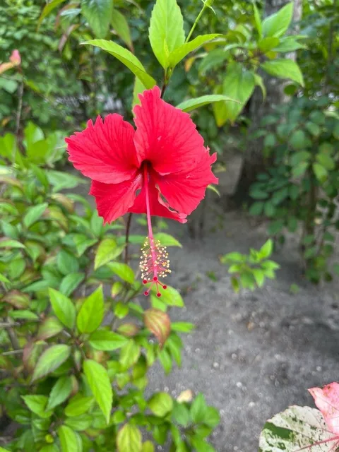 Fringed rosemallow (Hibiscus schizopetalus)