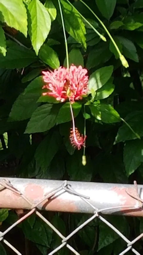 Fringed rosemallow (Hibiscus schizopetalus)