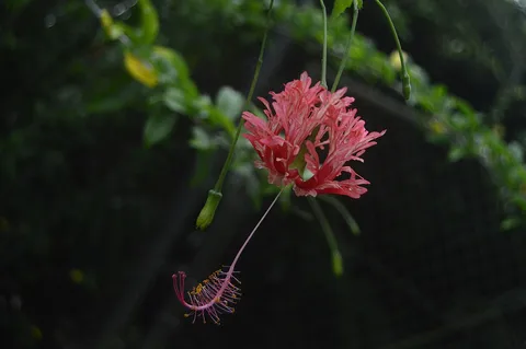 Fringed rosemallow: Chinese lanterns hibiscus (Hibiscus schizopetalus) flower.