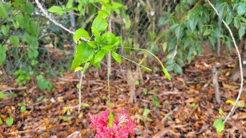 Fringed rosemallow (Hibiscus schizopetalus)