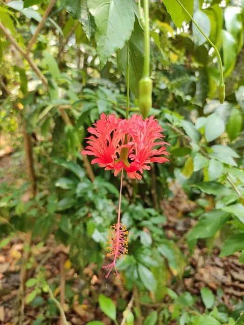 Fringed rosemallow (Hibiscus schizopetalus)