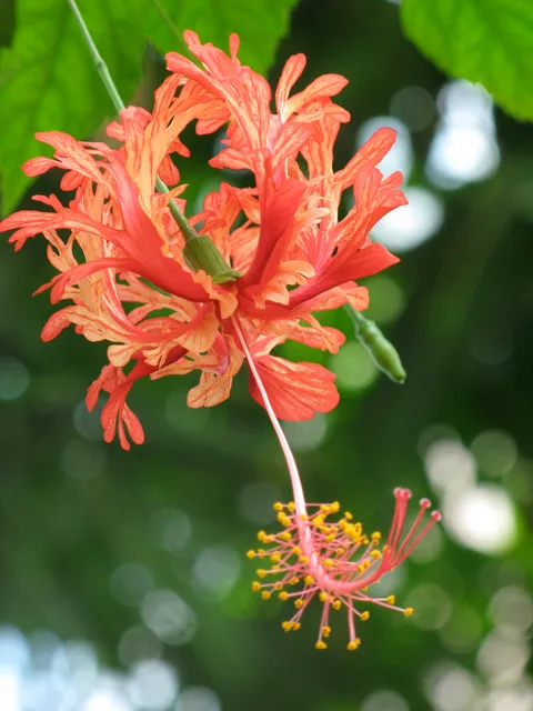 Fringed rosemallow: Hängender Roseneibisch ( Hibiscus schizopetalus )