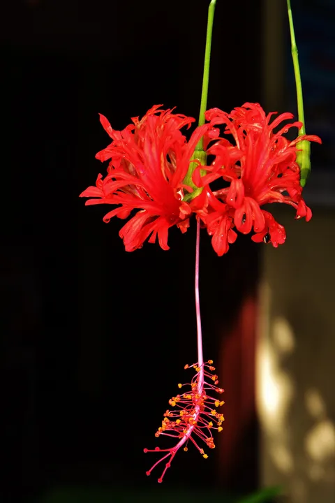Fringed rosemallow: Boipeba - Hibiscus