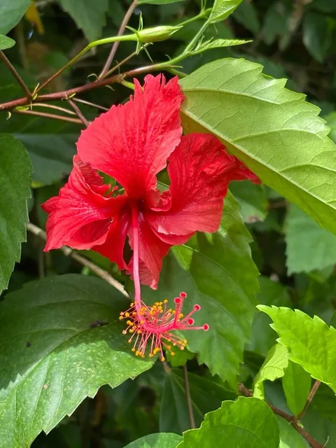 Fringed rosemallow (Hibiscus schizopetalus)