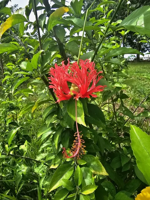 Fringed rosemallow (Hibiscus schizopetalus)