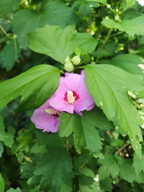 Rose of Sharon (Hibiscus syriacus)