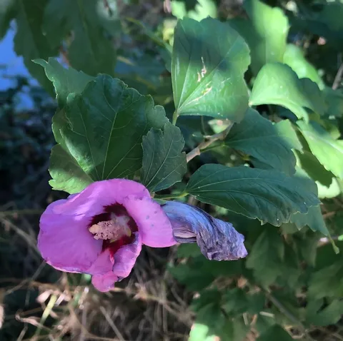 Rose of Sharon (Hibiscus syriacus)