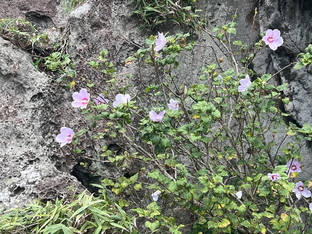 Rose of Sharon (Hibiscus syriacus)