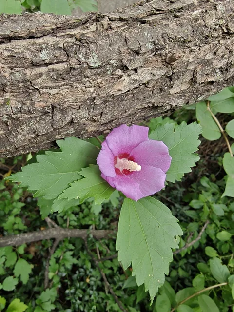 Rose of Sharon (Hibiscus syriacus)